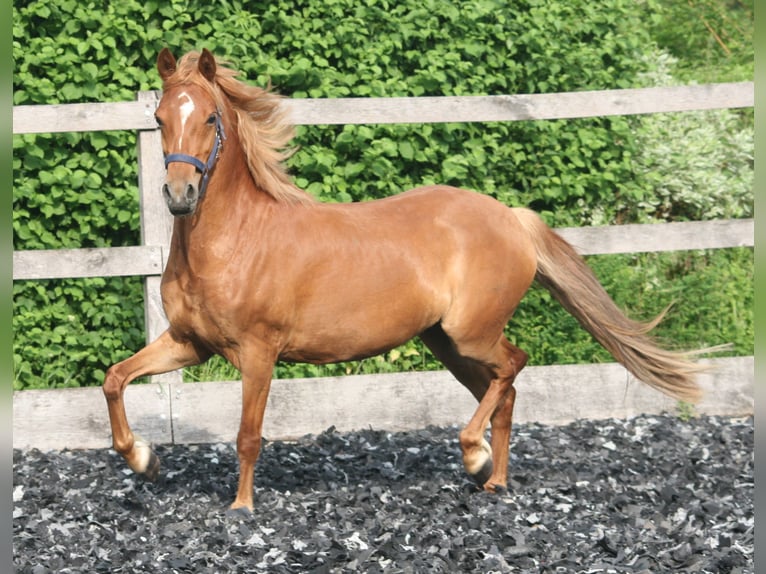 German Riding Pony Mare 8 years 13,2 hh Chestnut-Red in Herzebrock-Clarholz