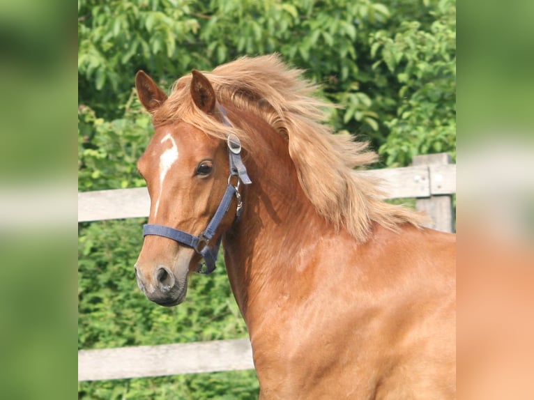 German Riding Pony Mare 8 years 13,2 hh Chestnut-Red in Herzebrock-Clarholz