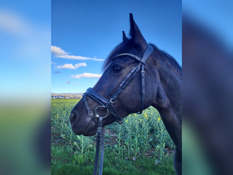 German Riding Pony Mare 8 years 13.3 hh Black in Einhausen