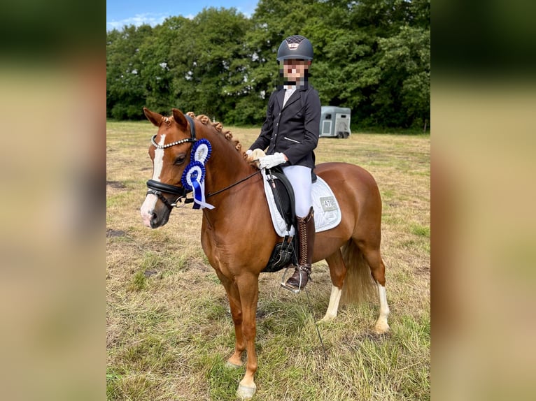 German Riding Pony Mare 8 years 13 hh Chestnut in Osterholz-Scharmbeck