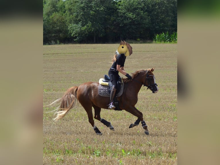 German Riding Pony Mare 8 years 13 hh Chestnut in Osterholz-Scharmbeck