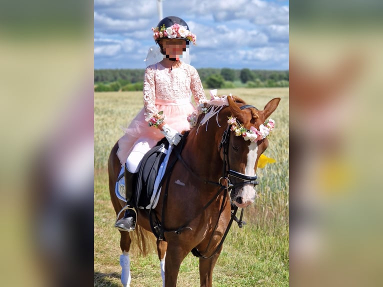 German Riding Pony Mare 8 years 13 hh Chestnut in Osterholz-Scharmbeck