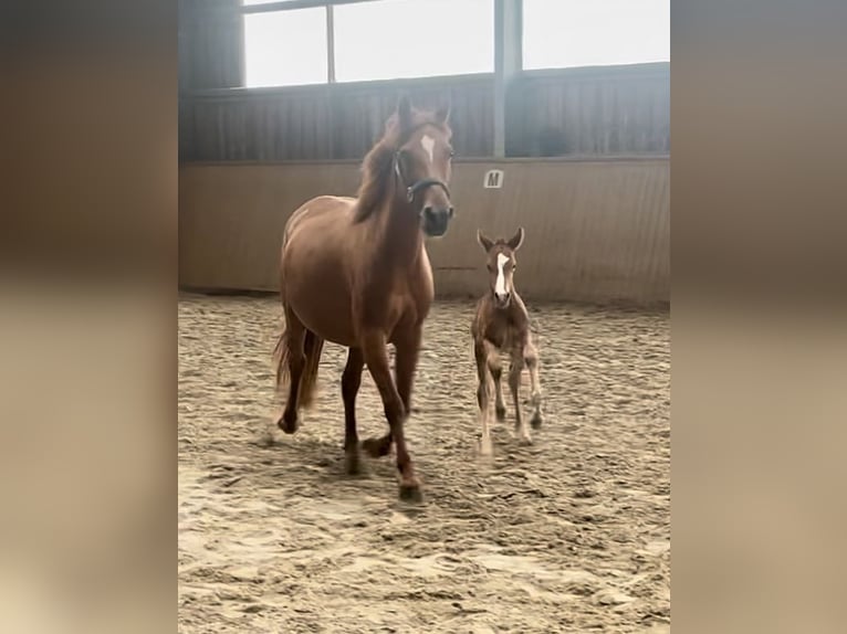 German Riding Pony Mare 8 years 13,3 hh Chestnut in Neckargemünd