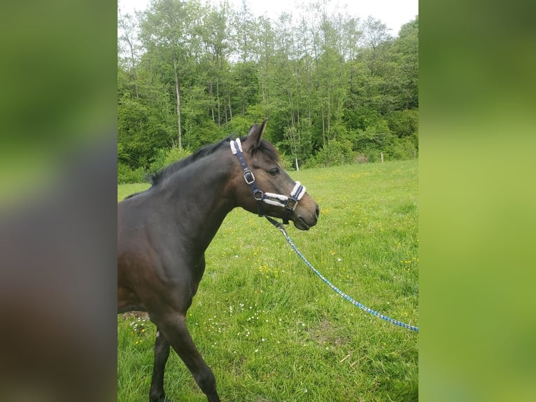German Riding Pony Mare 8 years 14.1 hh Bay-Dark in Norderstedt