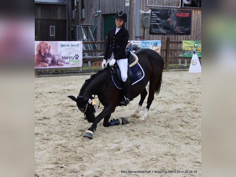 German Riding Pony Mare 8 years 14,1 hh Black in Lintgen