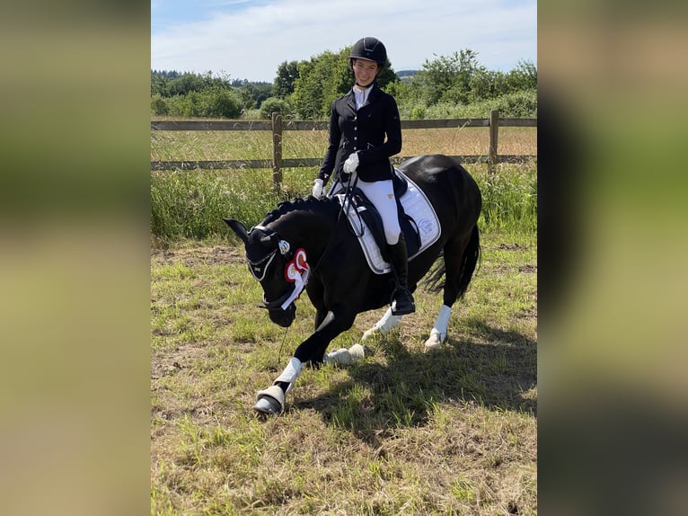 German Riding Pony Mare 8 years 14,1 hh Black in Lintgen