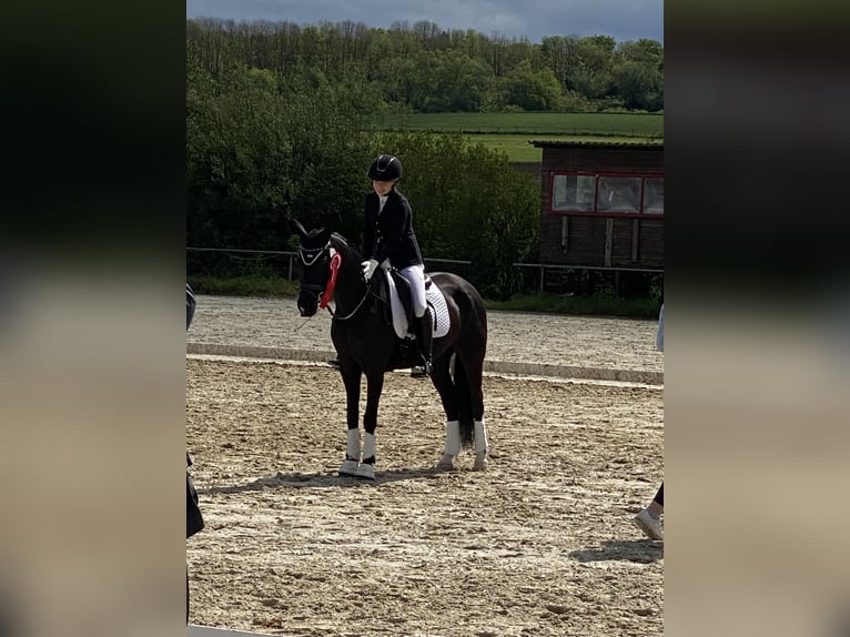 German Riding Pony Mare 8 years 14,1 hh Black in Lintgen