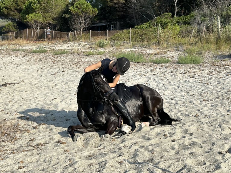 German Riding Pony Mare 8 years 14,1 hh Black in Lintgen