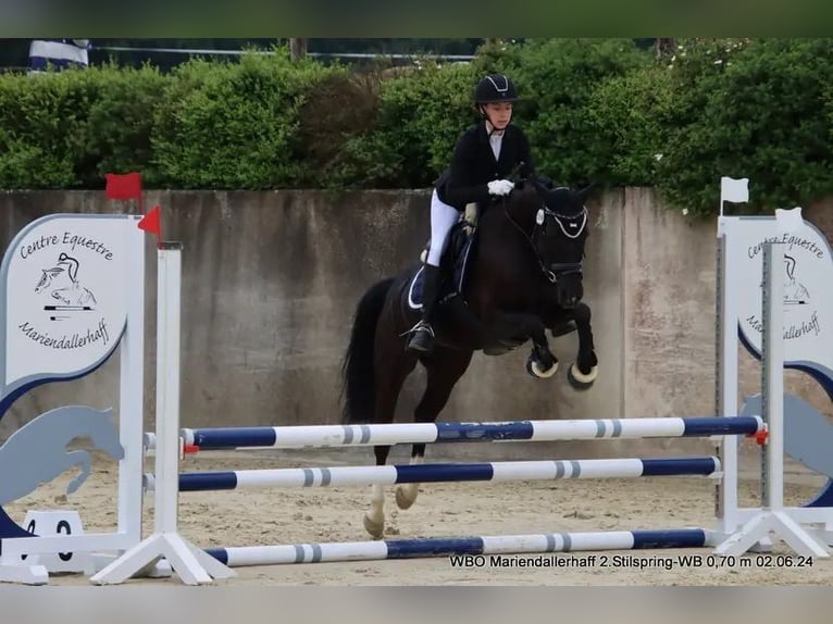 German Riding Pony Mare 8 years 14,1 hh Black in Lintgen