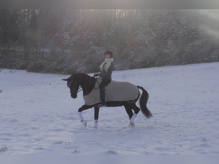 German Riding Pony Mare 8 years 14,1 hh Black in Lintgen