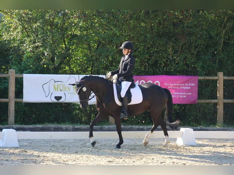 German Riding Pony Mare 8 years 14,1 hh Black in Lintgen