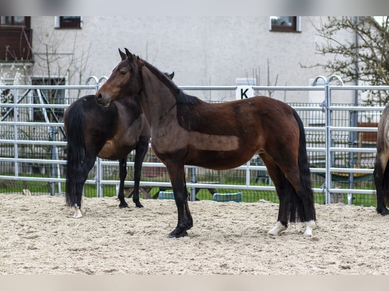 German Riding Pony Mare 8 years 14,1 hh Brown in Bad Zwesten