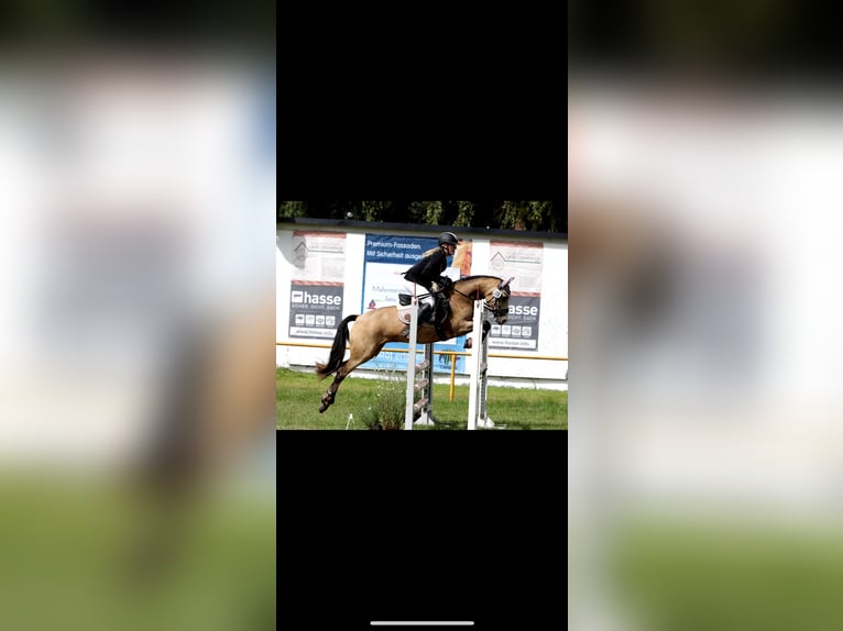 German Riding Pony Mare 8 years 14,1 hh Buckskin in Insel Poel