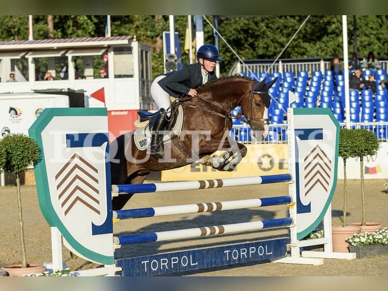 German Riding Pony Mare 8 years 14,1 hh Chestnut in Harsefeld