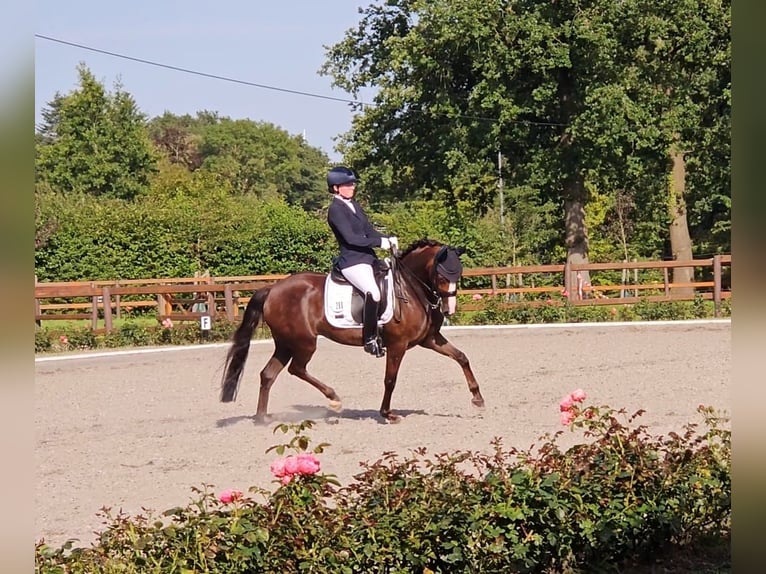 German Riding Pony Mare 8 years 14,1 hh Chestnut in Harsefeld