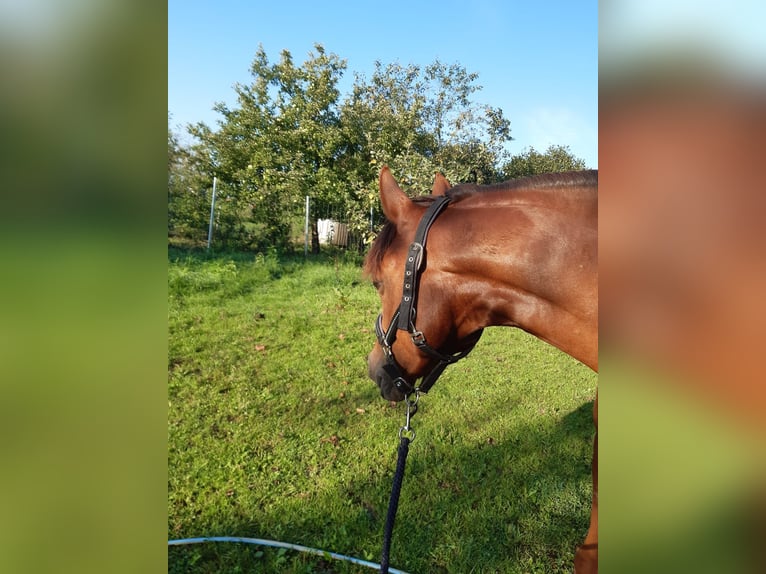 German Riding Pony Mare 8 years 14,1 hh Chestnut in Thalmässing
