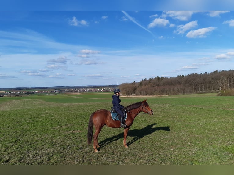German Riding Pony Mare 8 years 14,1 hh Chestnut in Thalmässing