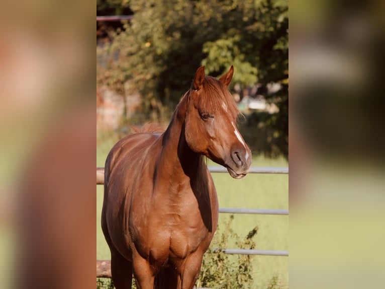 German Riding Pony Mare 8 years 14.1 hh Chestnut-Red in Gudensberg