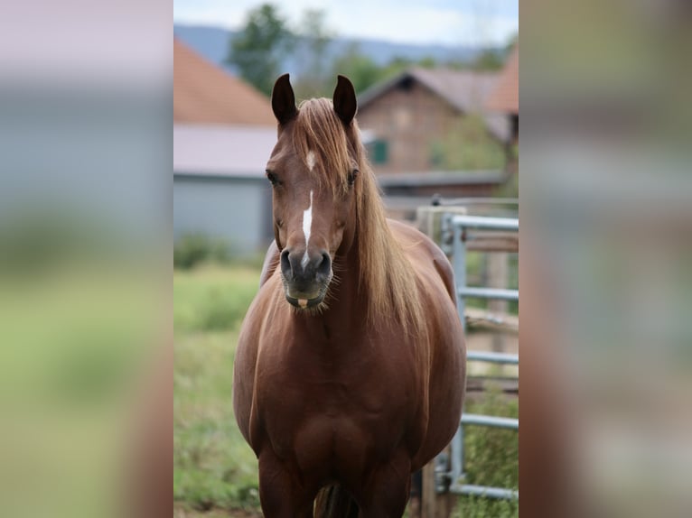 German Riding Pony Mare 8 years 14.1 hh Chestnut-Red in Gudensberg