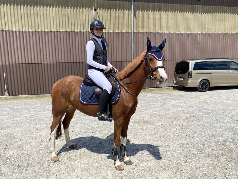 German Riding Pony Mare 8 years 14.1 hh Chestnut-Red in Hintermoos