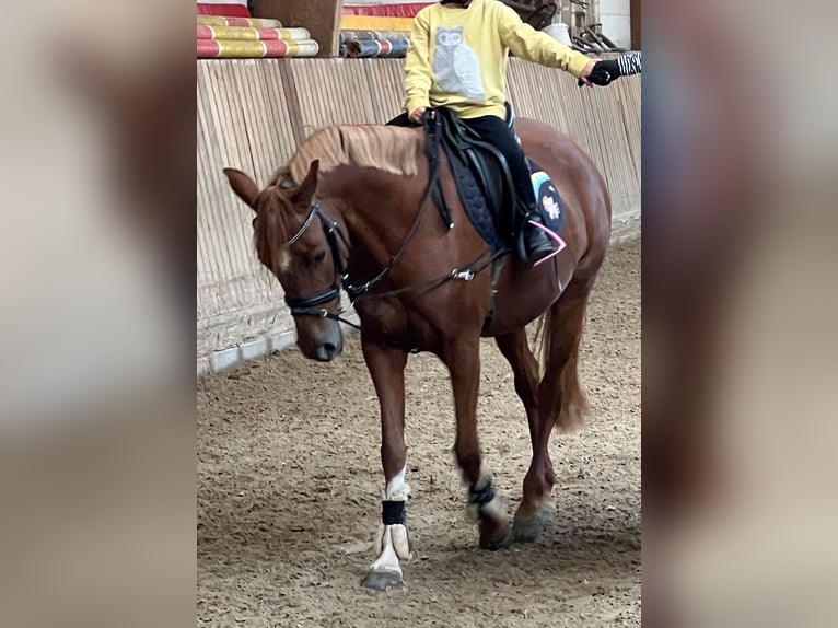 German Riding Pony Mare 8 years 14,1 hh Chestnut-Red in Eppelheim