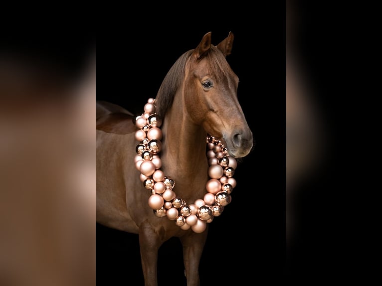 German Riding Pony Mare 8 years 14.1 hh Chestnut-Red in Mettmann