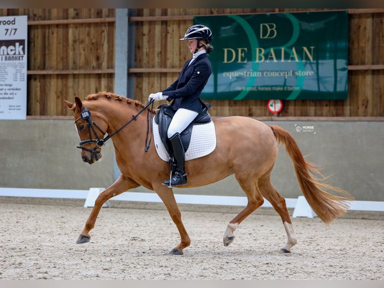 German Riding Pony Mare 8 years 14,1 hh Chestnut-Red in Sint-Michiels