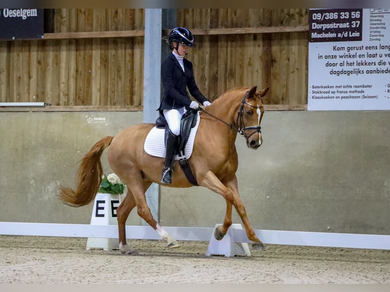 German Riding Pony Mare 8 years 14,1 hh Chestnut-Red in Sint-Michiels