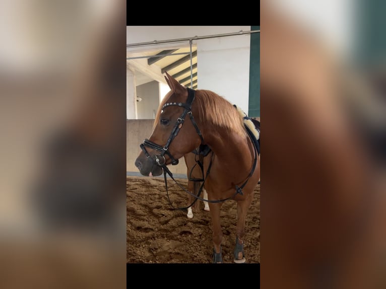 German Riding Pony Mare 8 years 14.1 hh Chestnut in Litzendorf