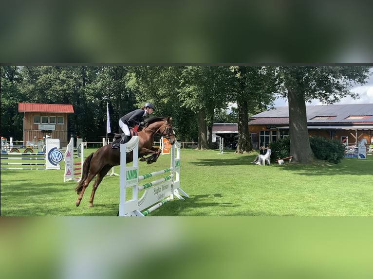 German Riding Pony Mare 8 years 14,1 hh Chestnut in Bocholt