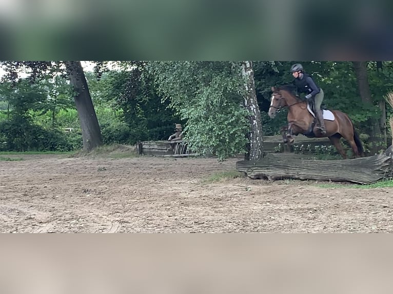 German Riding Pony Mare 8 years 14,1 hh Chestnut in Bocholt