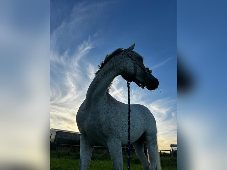 German Riding Pony Mare 8 years 14.1 hh Grey-Fleabitten in Neukirchen