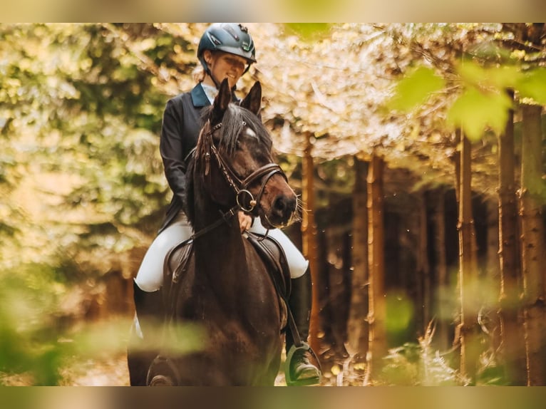 German Riding Pony Mare 8 years 14.1 hh Smoky-Black in Krumstedt