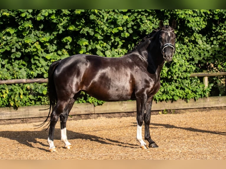 German Riding Pony Mare 8 years 14,2 hh Black in Barmstedt