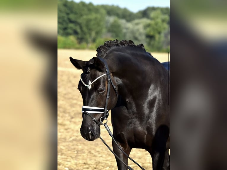 German Riding Pony Mare 8 years 14,2 hh Black in Barmstedt