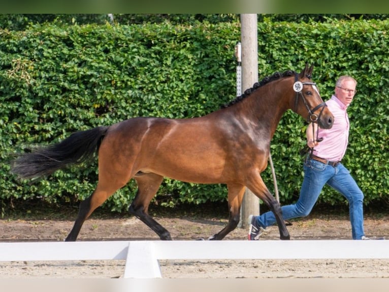 German Riding Pony Mare 8 years 14.2 hh Brown in Raesfeld