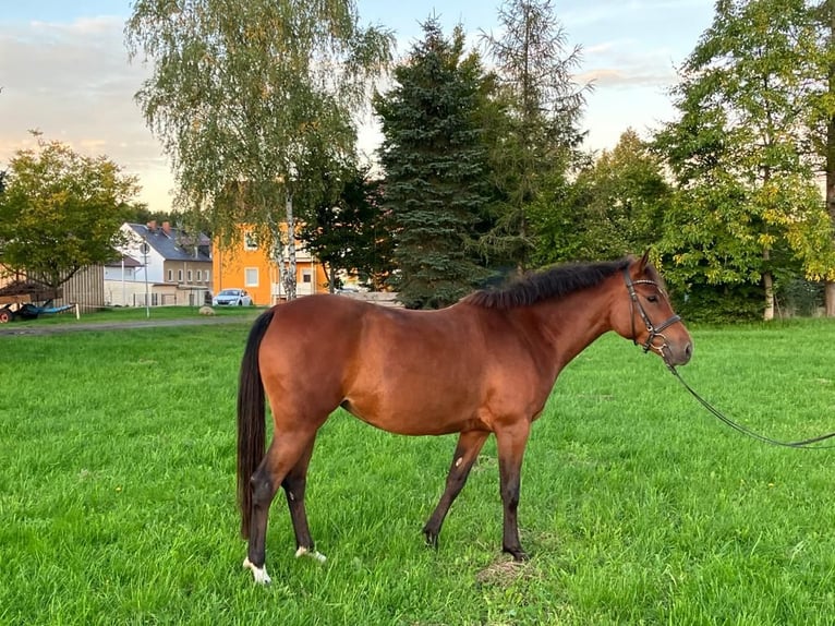 German Riding Pony Mare 8 years 14.2 hh Brown in Kamenz