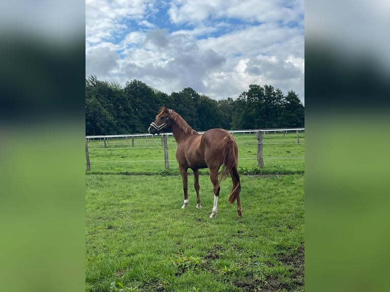 German Riding Pony Mare 8 years 14.2 hh Chestnut-Red in Stahnsdorf