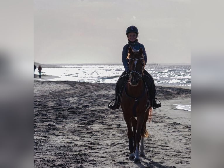 German Riding Pony Mare 8 years 14.2 hh Chestnut-Red in Stahnsdorf
