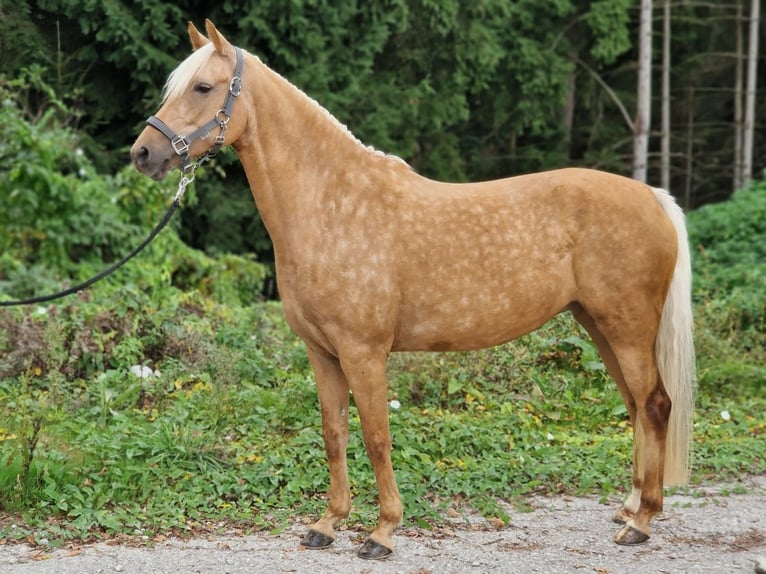 Poney palomino sale