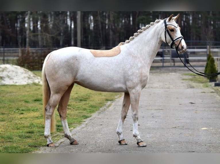 German Riding Pony Mare 8 years 14.2 hh Palomino in München