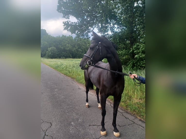 German Riding Pony Mare 8 years 14,2 hh Smoky-Black in Rhede