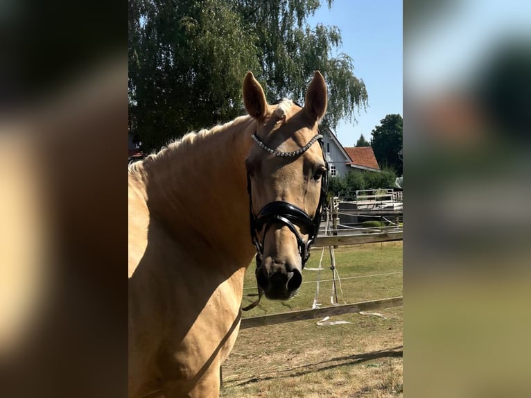 German Riding Pony Mare 8 years 14.3 hh Palomino in Haunetal