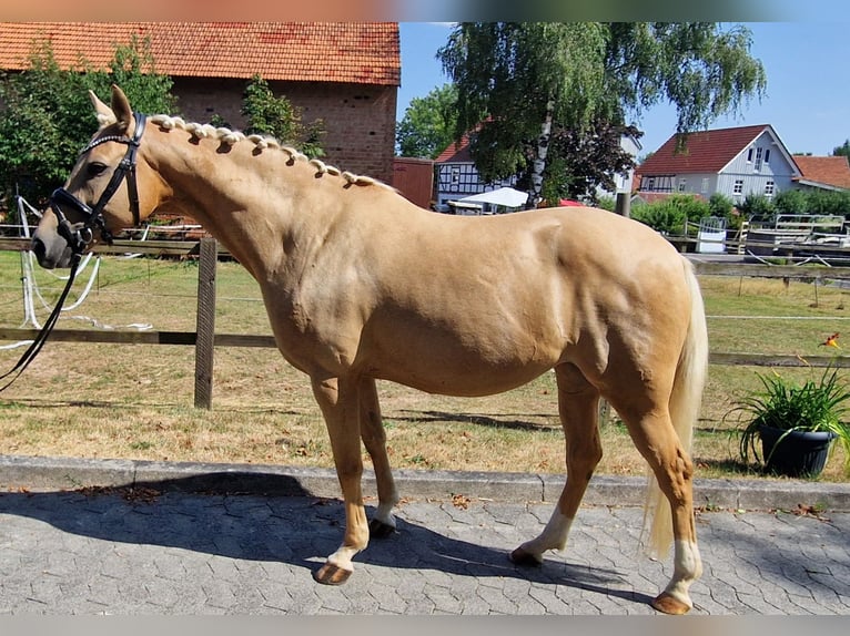 German Riding Pony Mare 8 years 14.3 hh Palomino in Haunetal