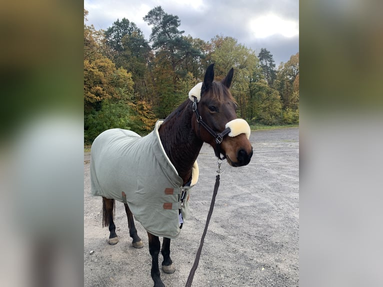 German Riding Pony Mix Mare 8 years 14 hh Brown in Modautal