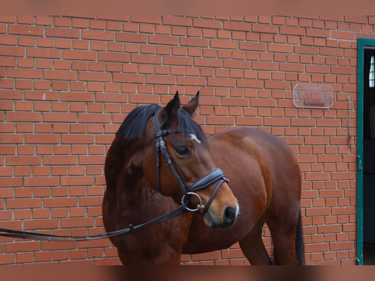 German Riding Pony Mare 8 years 14 hh Brown in Hessisch Oldendorf