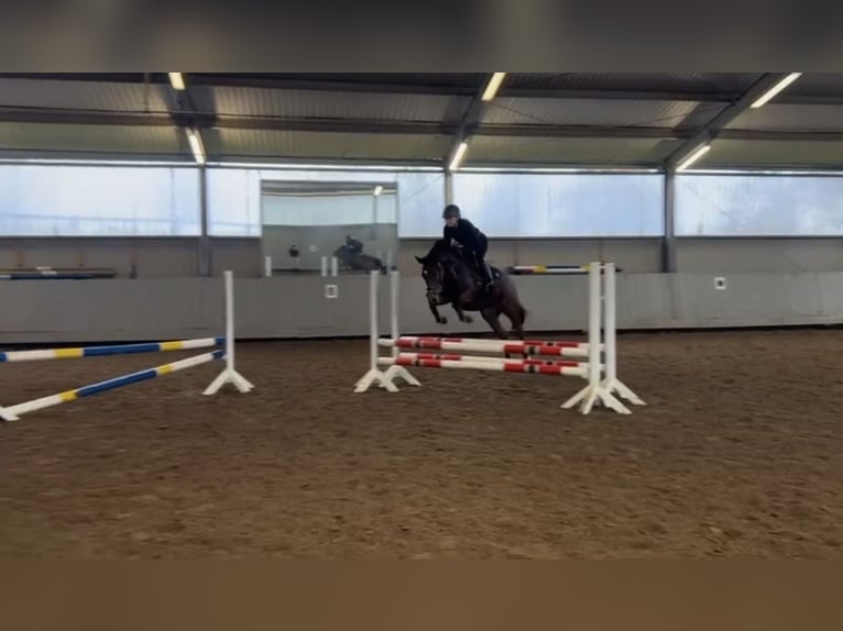 German Riding Pony Mare 8 years 14 hh Brown in Hessisch Oldendorf