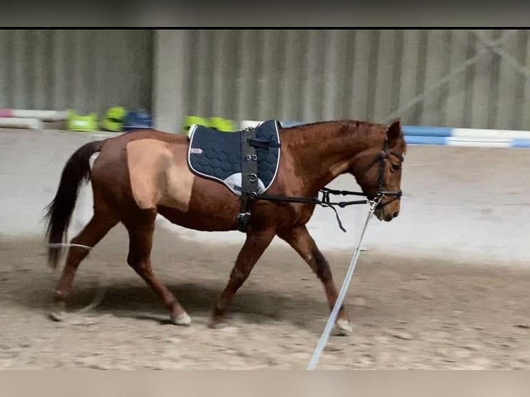 German Riding Pony Mare 8 years 14 hh Chestnut-Red in Würzburg