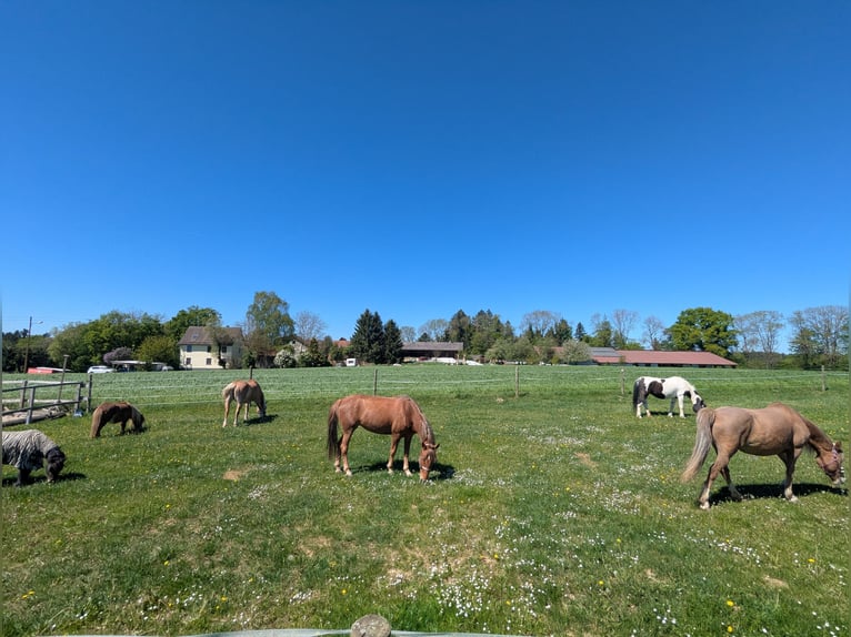 German Riding Pony Mix Mare 8 years 14 hh Chestnut-Red in Schwäbisch Gmünd