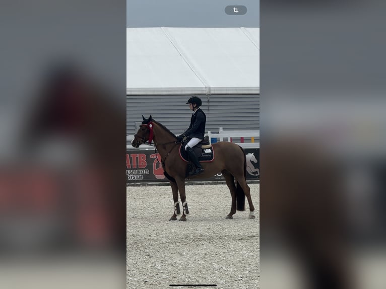 German Riding Pony Mare 8 years 14 hh Chestnut-Red in Moritzburg